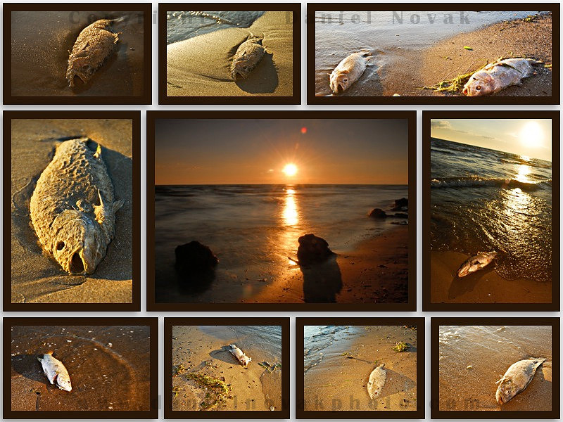 Photo essay documenting the pollution of Woodlawn Beach State Park on Lake Erie, Erie County, NY, just south of Buffalo.