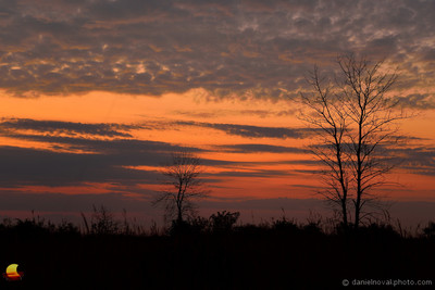 Tree at Dawn, North Dunes Nature Preserve, Lake Michigan, Zion - Chicago, IL