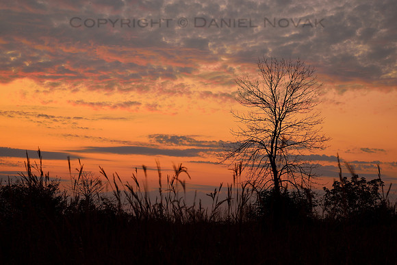 A Tree Saluting the Sunrise at North Dunes Nature Preserve on Lake Michigan, Zion - Chicago, IL