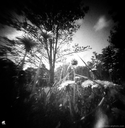 Dandelion Heart, Black and White Pinhole Film Photography, terraPIN ACME, Rollei Retro 80s