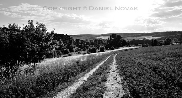 Tracks in Alfalfa Field, Southern Moravia, Czech Republic, Europe.