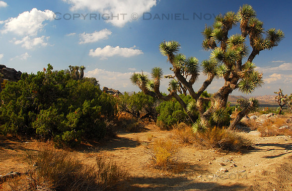 Joshua Tree National Park, Mojave Desert, California (CA).