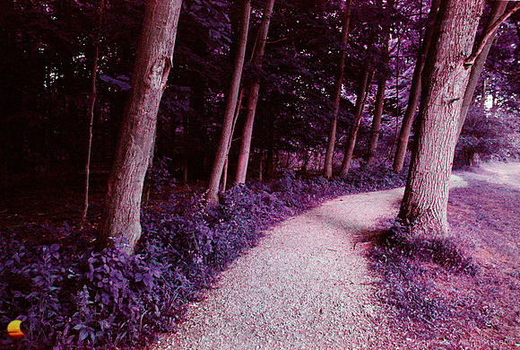 Among Trees