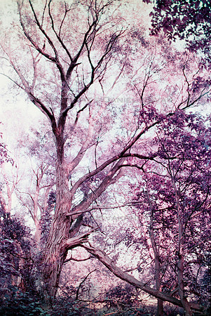 A Majestic Old Tree in Birdsong Park, Pentax Spotmatic, Lomochrome Purple Film