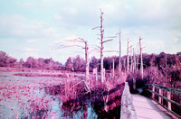 Birdsong Tree Phalanx Guard by a Boardwalk, Pentax Spotmatic, Lomochrome Purple Film