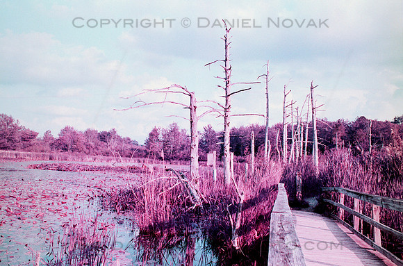 Birdsong Tree Phalanx Guard by a Boardwalk, Pentax Spotmatic, Lomochrome Purple Film