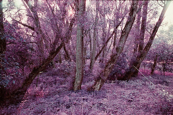 Wonderful Old Trees of the Birdsong Park, Pentax Spotmatic, Lomochrome Purple Film