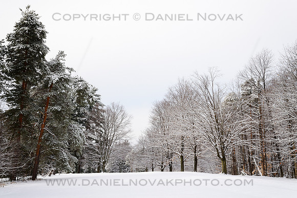 Trees Decorated in White Snow and Ice for Christmas / Holidays, Chestnut Ridge, Orchard Park,  NY (south of Buffalo)