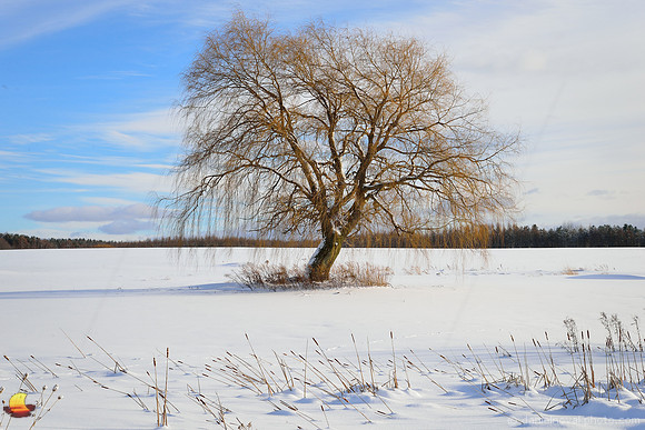 Willow Tree in Winter