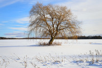 Willow Tree in a Wind-Swept Field in Winter, Western New York Landscape Photograph