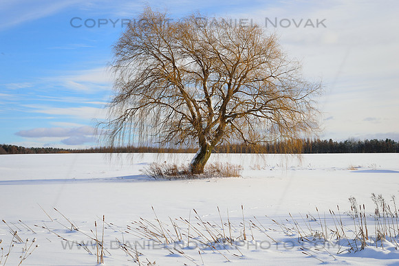 Willow Tree in a Wind-Swept Field in Winter, Western New York Landscape Photograph