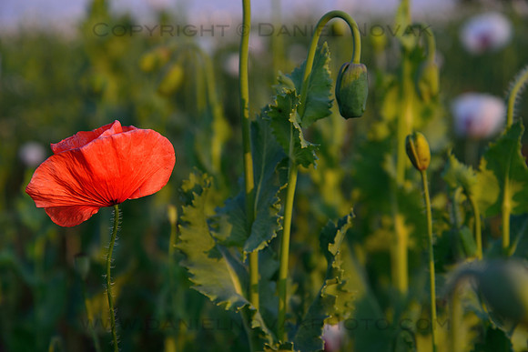 Standing Out, Red Wild Poppy Flower in Poppy Seed Field, Moravia,  Czech Republic