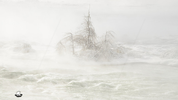 Isolated Brave Trees
