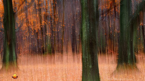 Photographic Painting of Fall