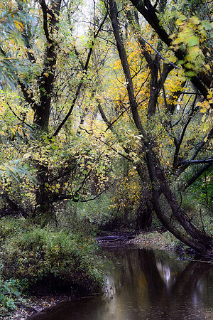 The Birdsong Swamp, Creek through the Woods, Orchard Park - Buffalo, New York (NY).