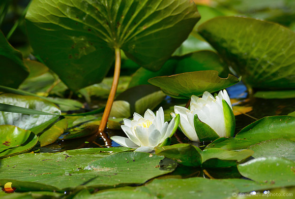Two Water Lilies