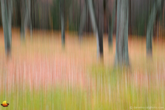 Dancing Trees in the Fall
