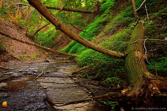 Lush Green Ravine