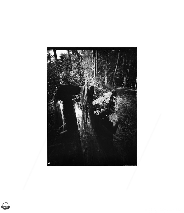 Stump, Lensless 4x5" Pinhole, Chestnut Ridge, Orchard Park, NY