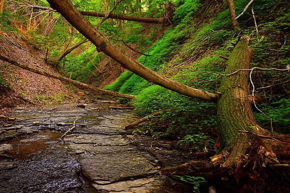 Lush Green Ravine, Chestnut Ridge Park, Orchard Park, NY (near Buffalo)