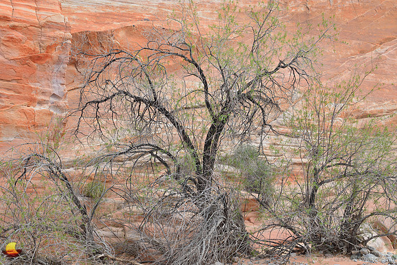 Painted Tree