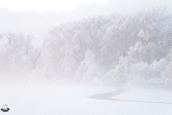 Frosty & Foggy Birdsong