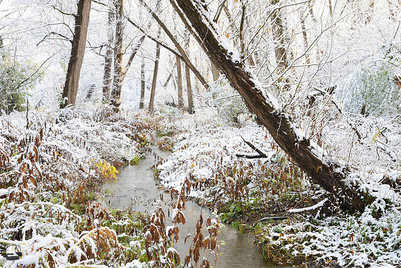 Creek through the Seasonal Woods