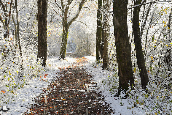 Cold & Snowing along the Trail