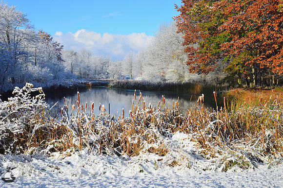 Birdsong Pond, Winter or Fall