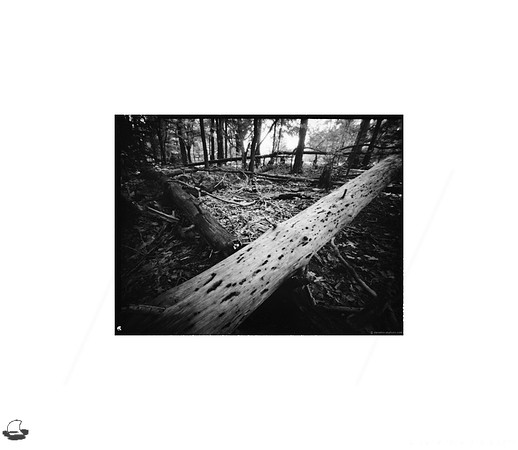 Crossed Logs - Take 2