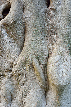Strangler Fig Close Up in Kauai, Hawaii