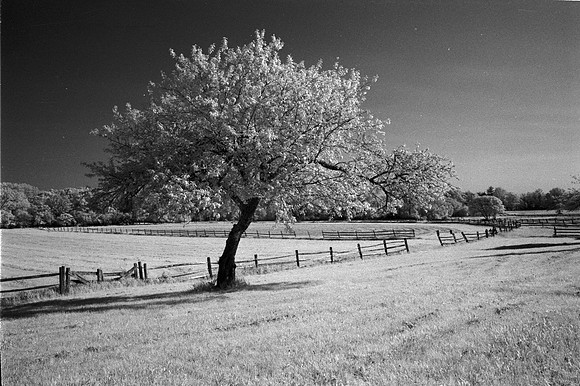 A Tree by the Fence