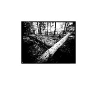 Crossed Logs, Large Format Pinhole Photograph on 4x5" Direct Positive Paper