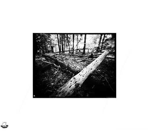 Crossed Logs, Large Format Pinhole Photograph on 4x5" Direct Positive Paper