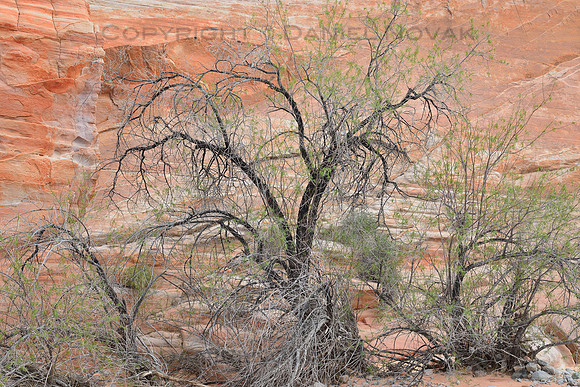 Painted Tree, Valley of Fire, Nevada
