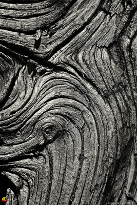 Textures in the Wood, Island in the Sky, Canyonlands National Park, Utah (UT).