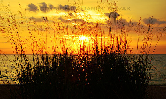 Lakeshore Grass at Sunrise