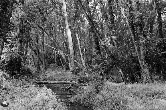 Birdsong Creek in the Woods