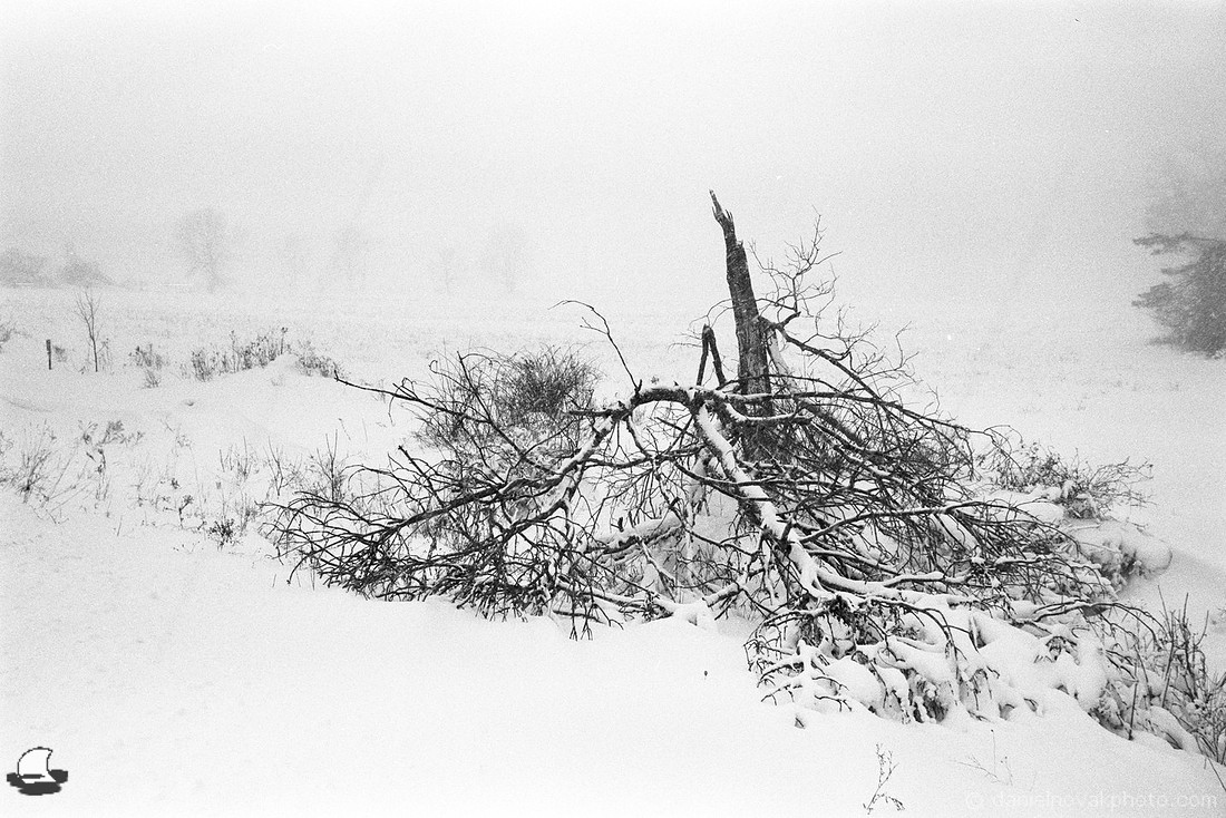 Broken by one storm standing up to another. A stump of an old tree in a Buffalo winter storm.