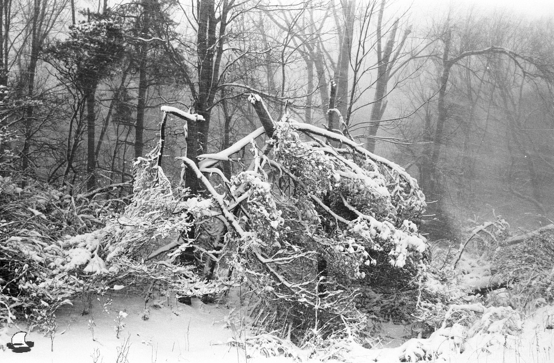 Winter Woods, winter storm in the woods south of Buffalo, NY.