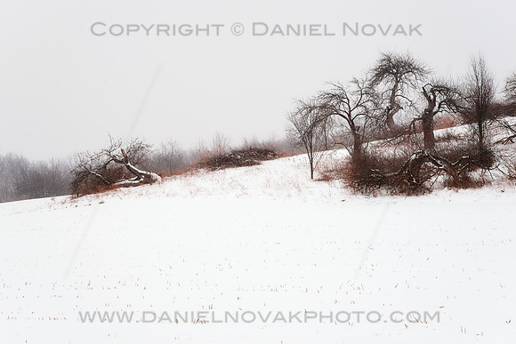 Dancing Down the Slope, Group of Trees in Winter