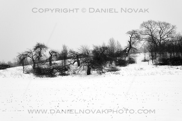 Huddle, A Group of Trees in Winter