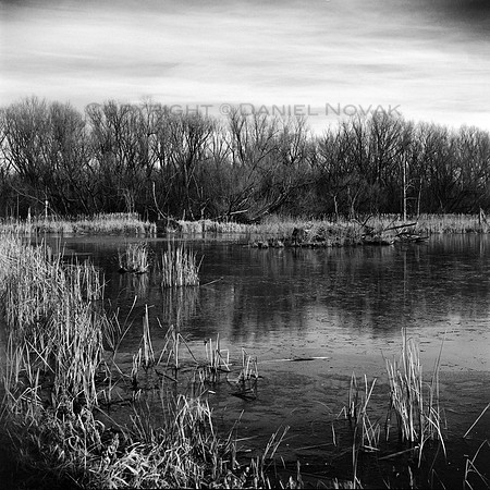 Reeds in a Wetlands Pond, Birdsong Park, Orchard Park, NY (near Buffalo)