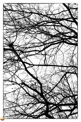Moody Maple Branch Maze as a Visual for Restful Deliberation