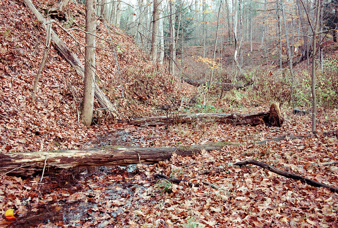 Logs over Creek, Chestnut Ridge Park, Orchard Park, New York