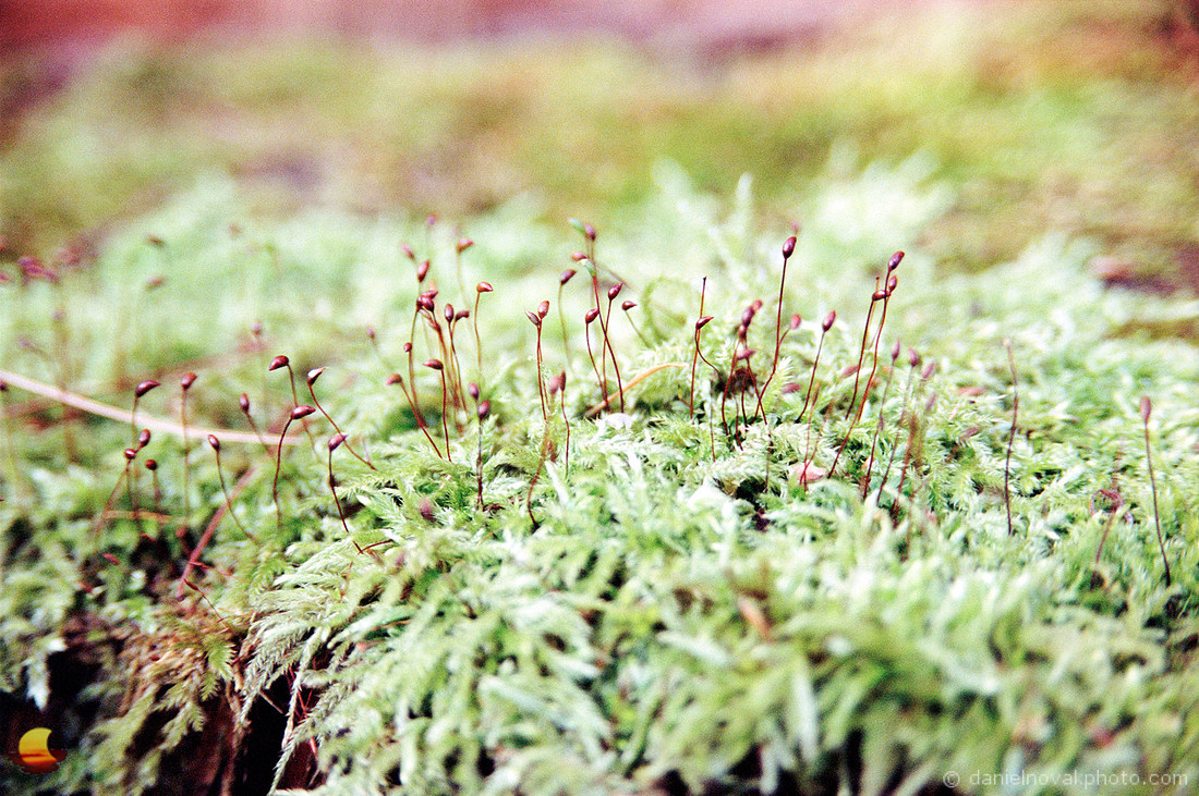 Among Fairies, Chestnut Ridge Park, Orchard Park, New York