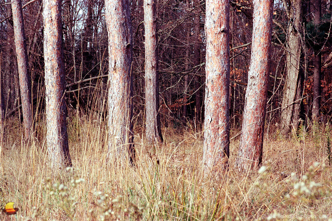 Among Trees, Chestnut Ridge Park, Orchard Park, New York