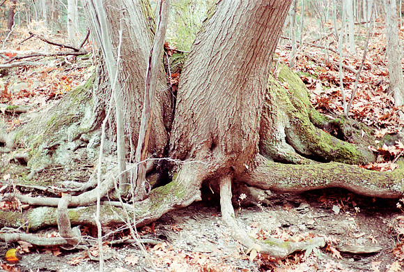 Rooted