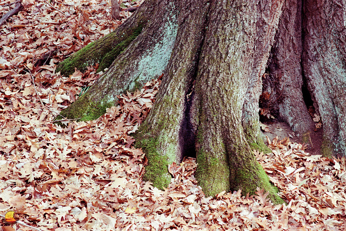 Rooted II, Chestnut Ridge Park, Orchard Park, New York