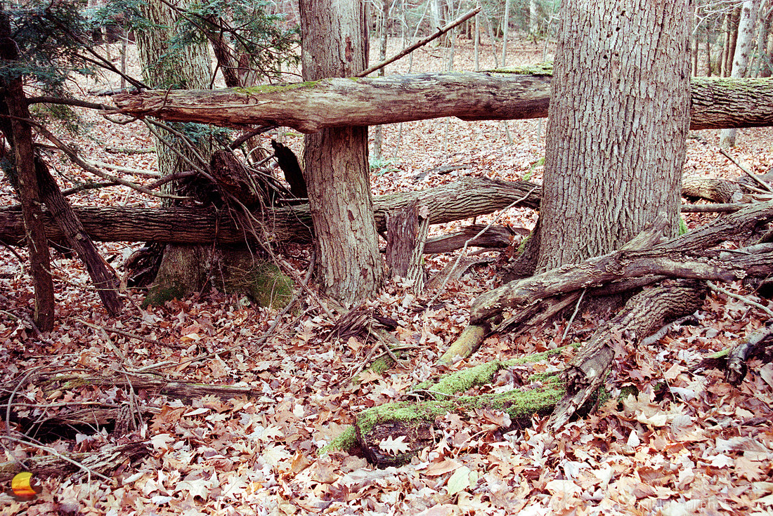 Vertical & Horizontal, Chestnut Ridge Park, Orchard Park, New York